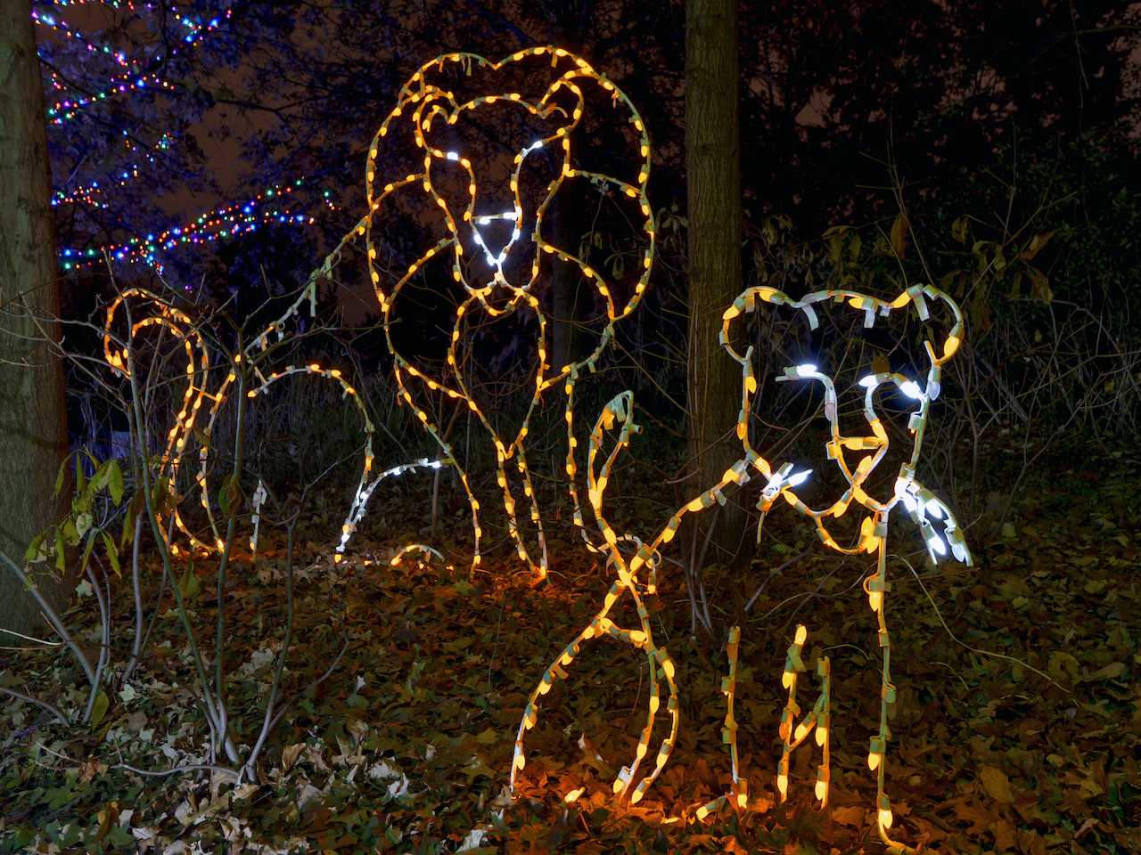 Celebrate Holiday Cheer with Jungle Bells at the San Diego Zoo Crown