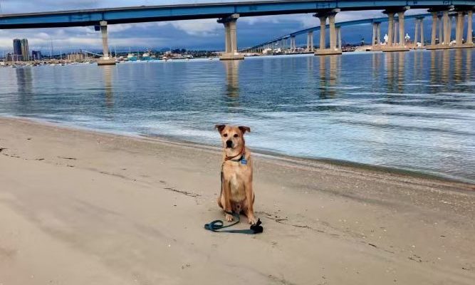 dog friendly coronado beach